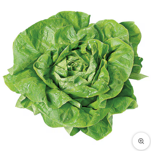 Kopfsalat 1 Stück