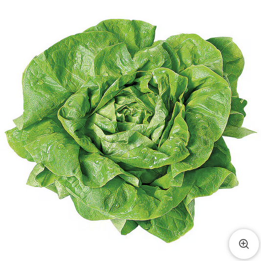 Kopfsalat 1 Stück