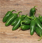Jalapeno grün 50g