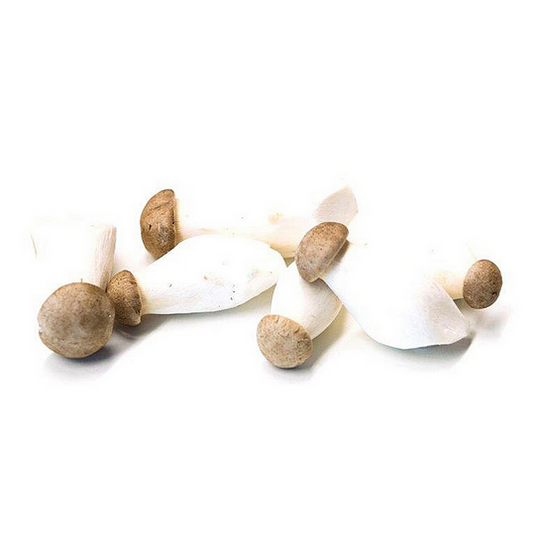 Kräuterseitling mini frisch 250g