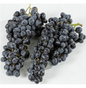 Traube Summer Royal Seedless