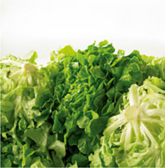 Eichblattsalat grün frisch