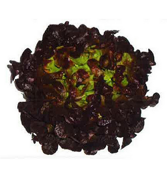 Eichblattsalat rot frisch