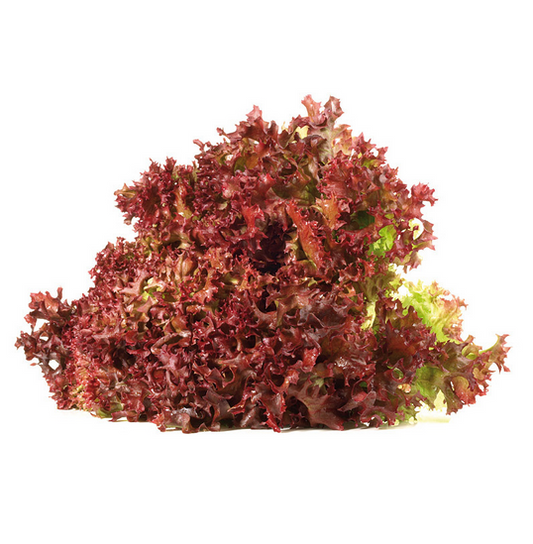 Lollo Rosso frisch