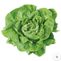 Kopfsalat 1 Stück